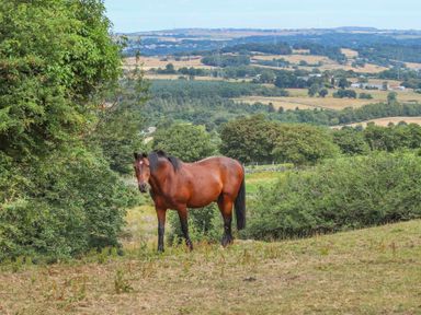 A horse standing on a grassy hill with trees and fields in the background at Frondeg in Rhiwlas