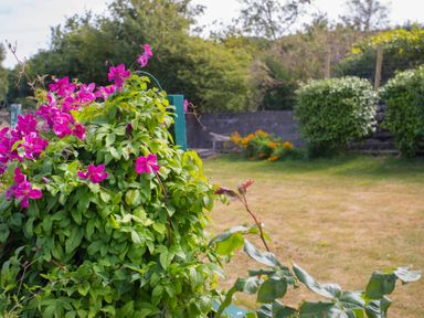 A garden with pink flowers on a green trellis and bushes in the background at Frondeg in Rhiwlas