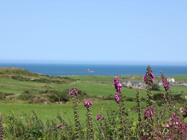 Purple flowers in a green field with hills and the ocean in the background at Hen Gilfach Stable in Llanfairyngnhornwy