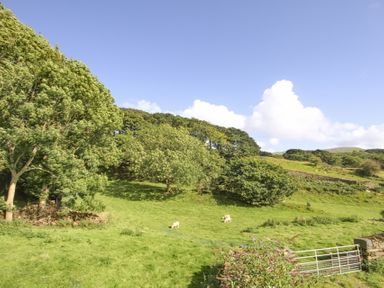 A green field with trees and grazing sheep at Big House in Llandecwyn