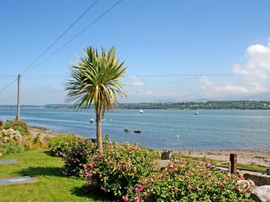 A garden with a palm tree and flowers by the water with boats and a shoreline at Mermaid Cottage in Brynsiencyn