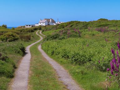 A country lane leading to a white house surrounded by green hills and purple flowers at Pant yr Hyman in Rhoscolyn