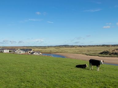 A grassy field with two cows near a river and houses in the distance at Pen Y Daith in Aberffraw