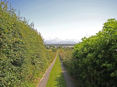 A narrow grassy path bordered by tall green hedges leading towards distant houses and mountains at Perth Hwfa in Malltraeth