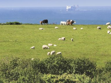 A grassy field with sheep and cows near the ocean with a ship in the distance at Rhyd Angharad Barns in Rhydwyn