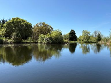 A pond with trees and bushes around it under a clear blue sky