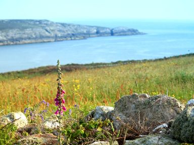 A coastal landscape with wildflowers and rocks in the foreground and sea with cliffs in the background at Ty Nant in South Stack