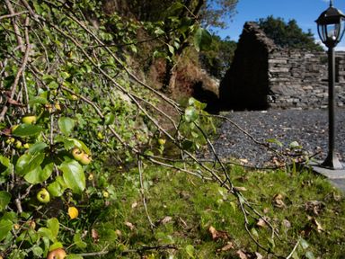 Apple tree branches with fruit and leaves near a stone wall and a lamp post on grass at Tyn Llwyn Cornel in Beddgelert
