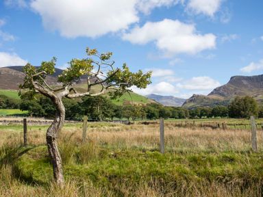 A solitary tree in a grassy field with a wooden fence and hills in the background at 17 Victoria Terrace - Perthi in Nantlle