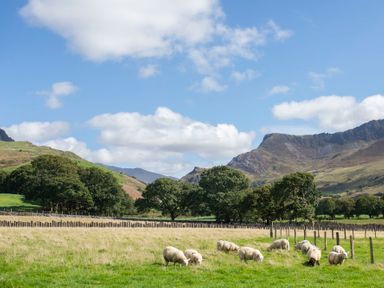 A field with sheep grazing and trees in front of hills under a partly cloudy sky at 17 Victoria Terrace - Perthi in Nantlle