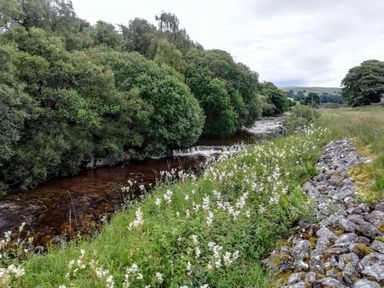 A river bordered by trees and wildflowers with a stone wall in a rural landscape at Bonny Bits Cottage in Garrigill near Alston