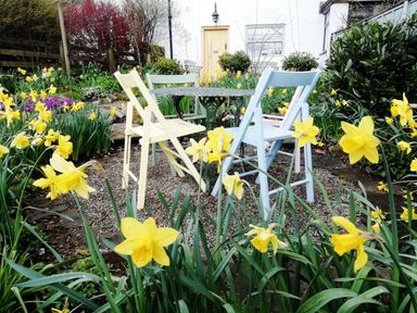 A garden patio with a round metal table and four wooden chairs surrounded by yellow daffodils at Bonny Bits Cottage in Garrigill near Alston