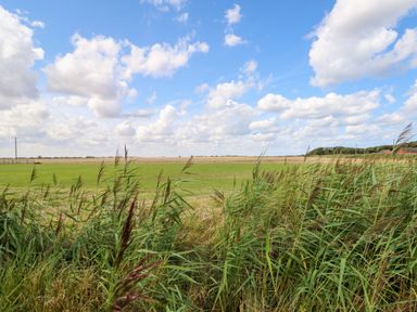 A field with tall grass in the foreground and a partly cloudy sky at Moggs Retreat in Chapel St Leonards