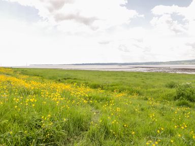 A field of yellow flowers and green grass by a body of water at Golden Valley Barn in Oldbury-On-Severn