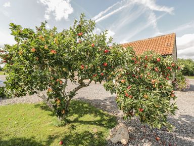 An apple tree with red and green apples in a yard with gravel and a building with a tiled roof in the background at Golden Valley Barn in Oldbury-On-Severn