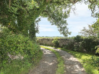 A dirt path with grass tracks next to a stone wall and trees at Y Bwthyn in Brynsiencyn