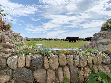 A stone wall with flowers growing on it and cows grazing in a green field under a cloudy sky at See Two Seas Cape Cornwall in St Just