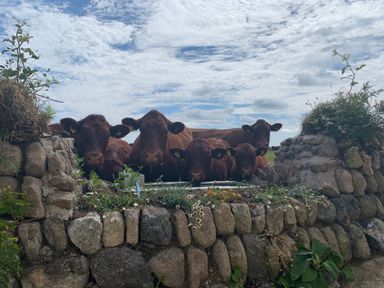 A group of brown cows standing behind a stone wall with plants and flowers at See Two Seas Cape Cornwall in St Just