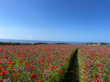A field of red and purple flowers with a path leading to a distant building by the sea at See Two Seas Cape Cornwall in St Just