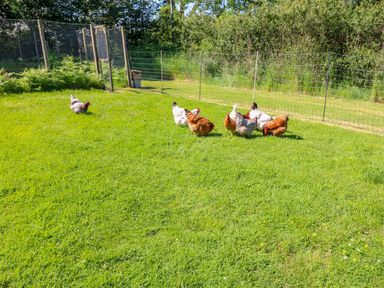A grassy fenced yard with chickens grazing on the grass at Mill View in Neyland