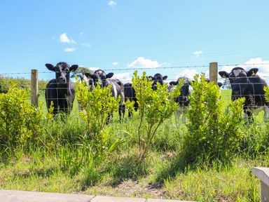 Cows behind a wire fence with bushes in front and a blue sky in the background at Mill View in Neyland