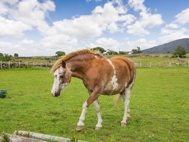 A brown and white horse standing on grass in an open field with a cloudy sky in Marchlyn Deiniolen
