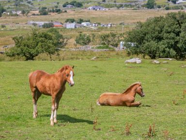 Two brown foals in a grassy field with trees and buildings in the background at Ffynnon Bach in Deiniolen