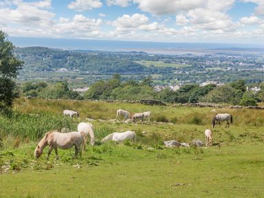 A green field with horses grazing and a view of a town and hills in the background at Ffynnon Bach in Deiniolen
