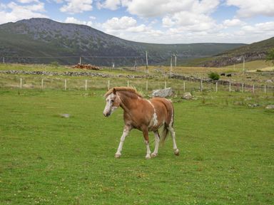 A brown and white horse walking on green grass with mountains in the background at Ffynnon Bach in Deiniolen