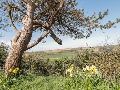 A landscape with a tree and yellow flowers with fields in the background at 201 Norton Park in Dartmouth