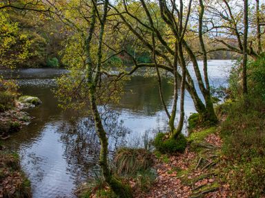 A forested lakeside area with trees growing near the water at Yr Adfa The Retreat in Blaenau Ffestiniog