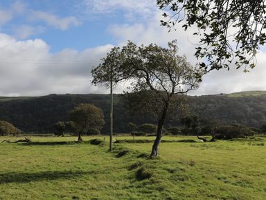A grassy field with scattered trees and a wooden utility pole with hills in the background at Glyn Morfa in Harlech