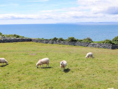 A grassy field with four sheep near a stone wall and the sea at Glyn Morfa in Harlech