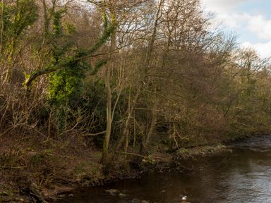 A river flowing next to a forest with trees and rocks at Esk View Cottage in Grosmont
