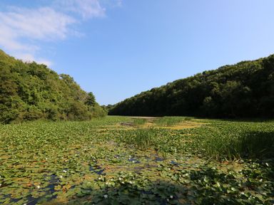 A pond covered with lily pads surrounded by dense trees under a clear blue sky at Granary Cottage in Pembroke