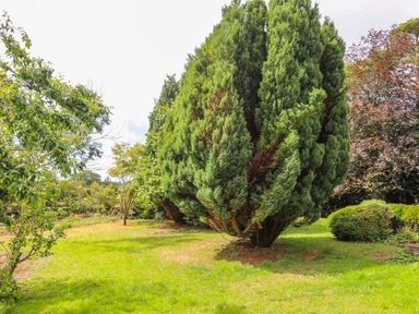 A garden area with multiple trees and green grass at Gorwel in Moelfre