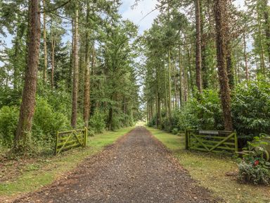 A gravel driveway flanked by tall trees and green gates at The Old Sawmill in Belford near Bamburgh
