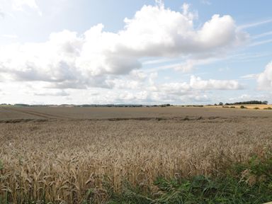 A large wheat field under a cloudy sky with distant trees and fields at The Long Barn in Berwick-Upon-Tweed