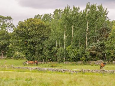 Horses grazing in a field with stone walls and trees in the background at Thirley Beck Lodge in Harwood Dale