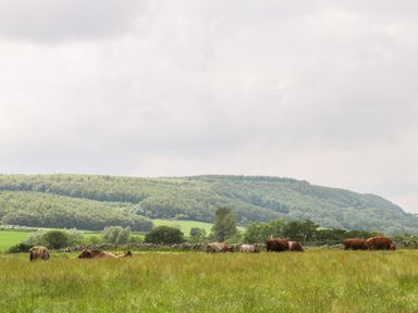 A field with cows grazing and lying on grass with hills and trees in the background at Thirley Beck Lodge in Harwood Dale