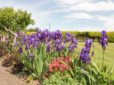 A garden with purple and red flowers and a tree in a grassy yard at Phoenix House in Castlemorton