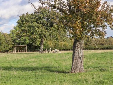 A grassy field with several trees and a group of alpacas grazing at Phoenix House in Castlemorton