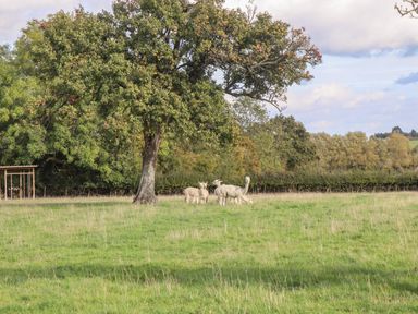 A grassy field with four alpacas near a large tree at Phoenix House in Castlemorton