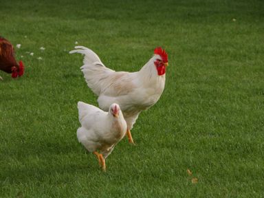 A grassy field with white chickens and a brown chicken at Phoenix House in Castlemorton