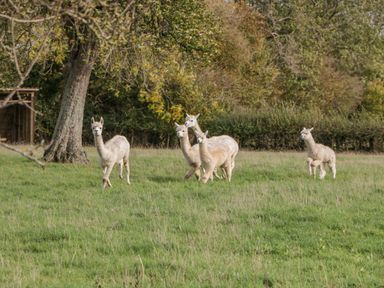 Five alpacas standing on a grassy field with trees and a wooden shelter in the background at Phoenix House in Castlemorton