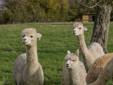 A group of alpacas standing on grass with trees and a wooden structure in the background at Phoenix House in Castlemorton