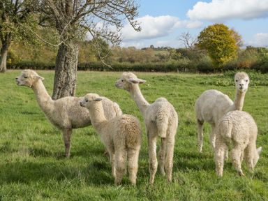 A group of six alpacas standing on grass near trees in a field at Phoenix House in Castlemorton