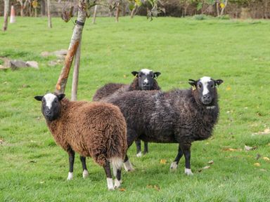 Three sheep standing on grass near a small tree in a field at Phoenix House in Castlemorton