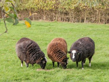 Three sheep grazing on grass in a field with a hedge in the background