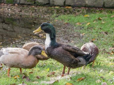 Four ducks standing on grass near a pond at Phoenix House in Castlemorton